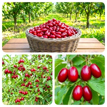 DEREŃ JADALNY duże sadzonki odporne na mróz - sadzonki 60 / 90 cm