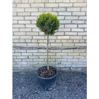 BONSAI Cyprysik Lawsona Ivonne kulisty - sadzonki 120 / 140 cm