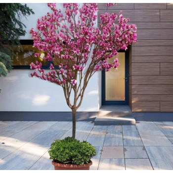MAGNOLIA HEAVEN SCENT NA PNIU - sadzonki 160 / 190 cm