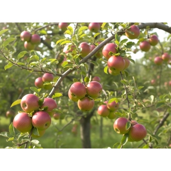 JABŁOŃ CHAMPION niskopienna - sadzonki 110 / 140 cm