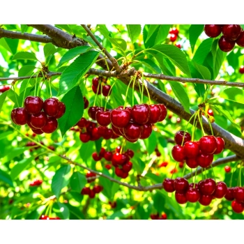 CZEREŚNIA BAWOLE SERCE słodkie owoce - sadzonki 50 / 90 cm