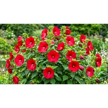 HIBISKUS Ketmia bagienny czerwony Luna Red