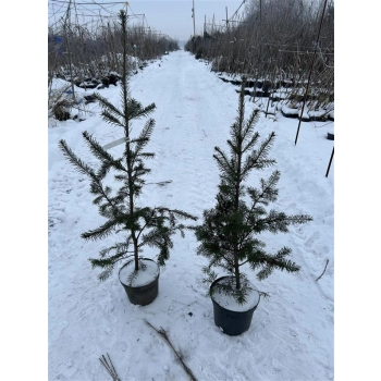 DAGLEZJA cytrusowy zapach igieł - sadzonki 80 / 110 cm