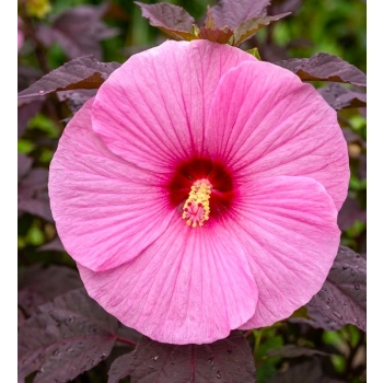 HIBISKUS Ketmia bagienny różowy bordowy liść