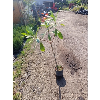 EDGEWORTHIA papierodajna - sadzonki 60 / 80 cm