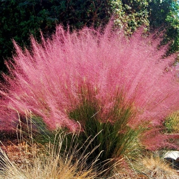 TRAWA Muhlenbergia przyostnia włosowata Pakiet 10 sztuk - sadzonki 30 / 40 cm