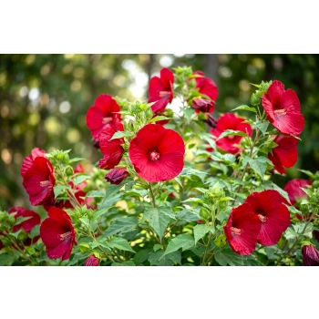 HIBISKUS Ketmia bagienny czerwony Luna Red