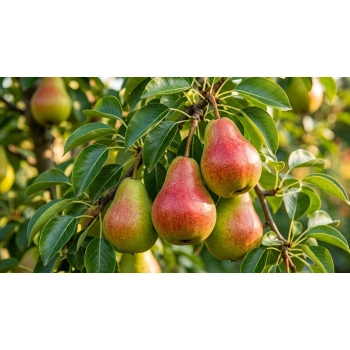 PODWÓJNE DRZEWKO OWOCOWE DUO GRUSZA KONFERENCJA + GRUSZA KLAPSA - sadzonki 80 / 100 cm