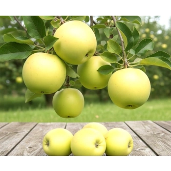 JABŁOŃ ANTONÓWKA stara odporna odmiana - sadzonki 110 / 140 cm