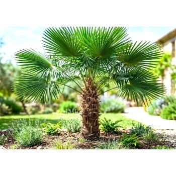 PALMA Trachycarpus fortunei mrozoodporna - sadzonki 20 / 40 cm