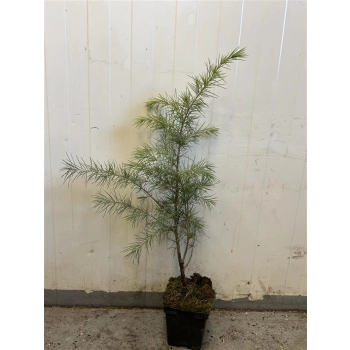 CEDR HIMALAJSKI - sadzonki 40 / 60 cm