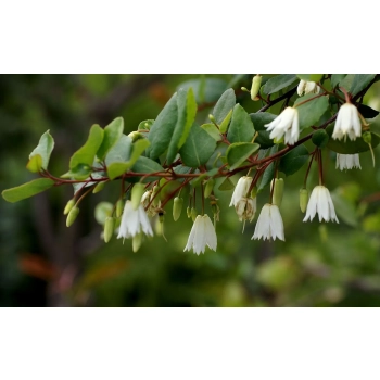 KRINODENDRON Crinodendron Patagua - sadzonki 10 / 15 cm