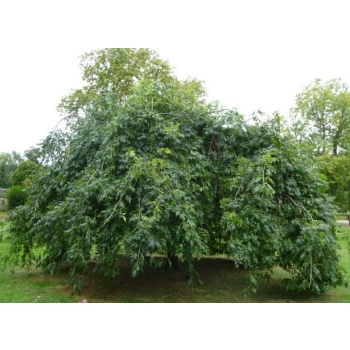 DĄB szczepiony pendula zwisający - sadzonki 140 / 170 cm