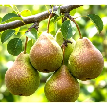 GRUSZA MICHAŁÓWKA polska odmiana - sadzonki 50 / 80 cm