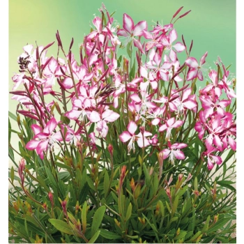 GAURA różowo-biała miododajna długo kwitnie - sadzonki 10 / 15 cm