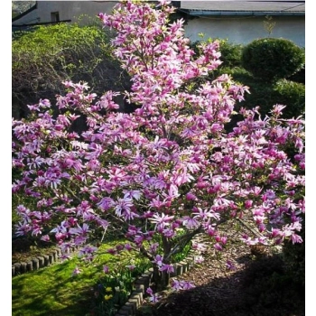 MAGNOLIA BETTY duża roślina odporna na mróz - sadzonki 140 / 160 cm