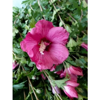 HIBISKUS NA PNIU Tower Ruby - sadzonki 170 / 190 cm