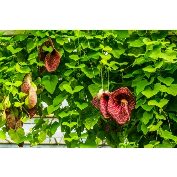 KOKORNAK pnącze ARISTOLOCHIA MACROPHYLLA odporna na mróz - sadzonki 60 / 80 cm