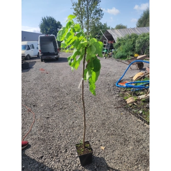 CATALPA KATALPA BIGNONIOWA SURMIA szczepiona na pniu - sadzonki 140 / 160 cm