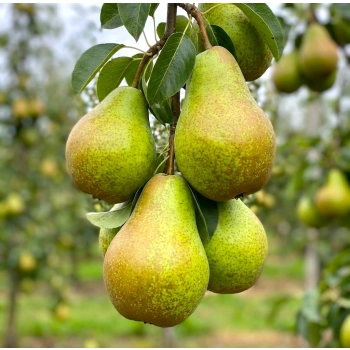 GRUSZA FAWORYTKA KLAPSA królowa gruszek - sadzonki 50 / 80 cm