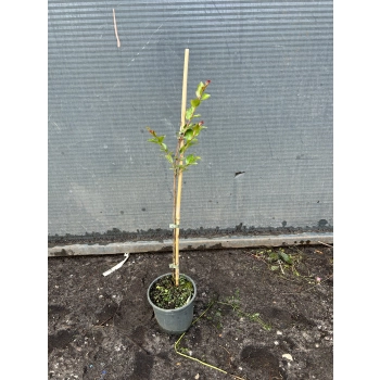 LAGERSTROEMIA na pniu czerwona bez południa - sadzonki 70 / 90 cm