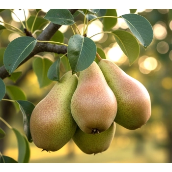 GRUSZA KONFERENCJA w DONICY bardzo słodka - sadzonki 50 / 80 cm