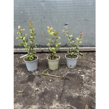 LAGERSTROEMIA bez południa fioletowa SADZONKA 2 LETNIA PRZYCIĘTA - sadzonki 20/ 30 cm