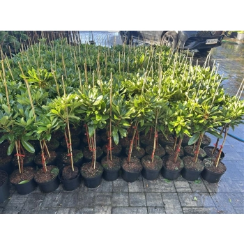 RODODENDRON NA PNIU RÓŻOWO - MALINOWY - sadzonki 60 / 70 cm