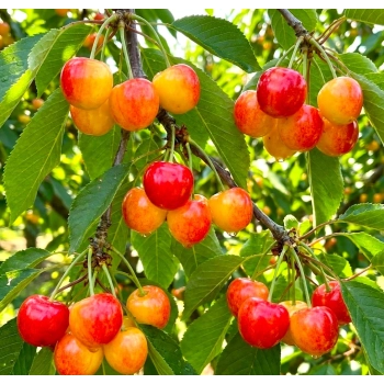 CZEREŚNIA MIODÓWKA bladoróżowa - sadzonki 50 / 90 cm