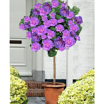 HIBISKUS szczepiony na pniu fioletowo-niebieski Lavender - sadzonki 90 / 110 cm