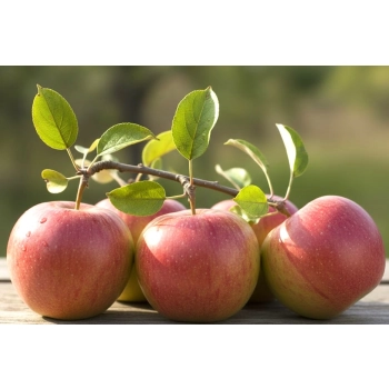 JABŁOŃ CHAMPION niskopienna - sadzonki 110 / 140 cm