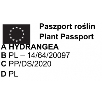 HORTENSJA zielono-pistacjowa - sadzonki 40 / 50 cm