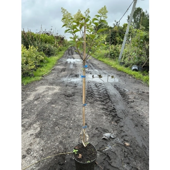 HORTENSJA różowo-kremowa NA WIELOPNIU - sadzonki 80 / 100 cm