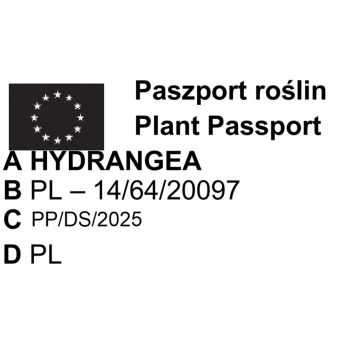 HORTENSJA OGRODOWA SZCZEPIONA NA PNIU NIEBIESKA - sadzonki 60 / 80 cm
