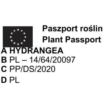 HORTENSJA ogrodowa Sibilla - sadzonki 30 / 50 cm