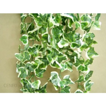 HEDERA BLUSZCZ biało-zielone odporne na mróz - sadzonki 40 / 60 cm