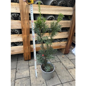 CIS POŚREDNI HICKSII - sadzonki 40 / 50 cm