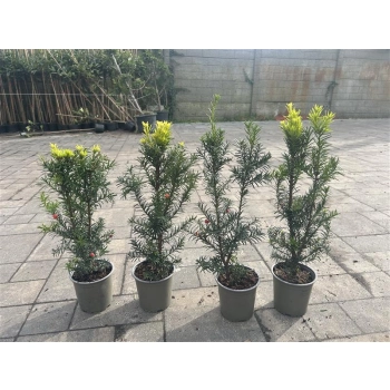 CIS POŚREDNI HICKSII - sadzonki 40 / 50 cm