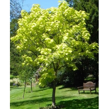 CATALPA KATALPA NA PNIU SZCZEPIONA AURENA -ŻÓŁTA - sadzonki 130 / 150 cm