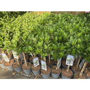 HORTENSJA OGRODOWA SZCZEPIONA NA PNIU NIEBIESKA - sadzonki 60 / 80 cm