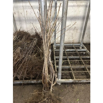 PODWÓJNE DRZEWKO OWOCOWE DUO CZEREŚNIA KORDIA + WIŚNIA GRONIASTA - sadzonki 120 / 140 cm