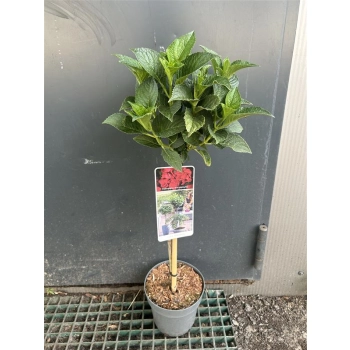 HORTENSJA OGRODOWA CZERWONA SZCZEPIONA na pniu - sadzonki 60 / 80 cm