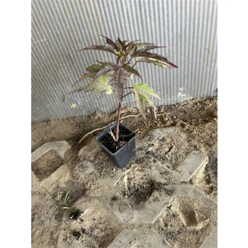 HIBISKUS Ketmia bagienny różowy bordowy liść