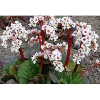 BERGENIA SERCOLISTNA Jelle - sadzonki 10 / 15 cm