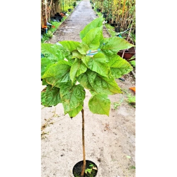 CATALPA KATALPA surmia zwyczajna - sadzonki 140 / 160 cm