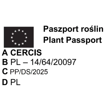 JUDASZOWIEC KANADYJSKI SZCZEPIONY Forest Pansy purpurowy - sadzonki 90 / 110