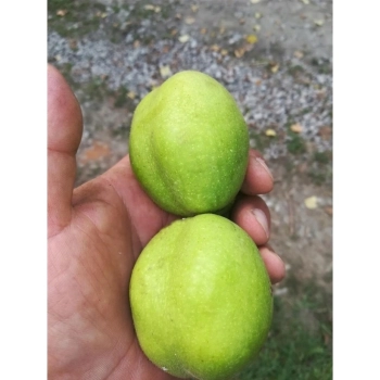 ORZECH WŁOSKI JACEK duże orzechy - sadzonki 160 / 180 cm