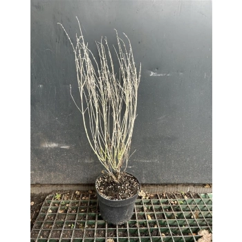 PEROVSKIA DUŻA SADZONKA - sadzonki 40 / 60 cm