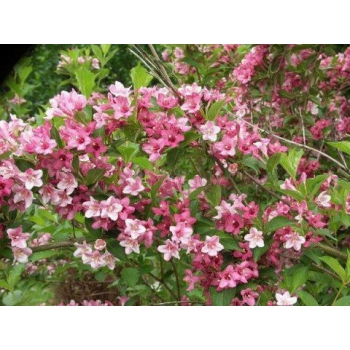 KRZEWUSZKA WEIGELA na pniu - sadzonki 100 / 120 cm