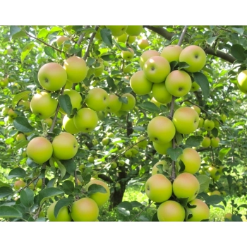 JABŁOŃ KOSZTELA stara odmiana smak dzieciństwa - sadzonki 110 / 140 cm